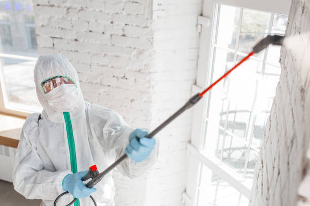 Trusted Snowflake, AZ Mold Removal Experts