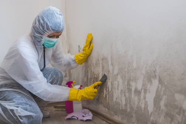 Best Mold Odor Removal Services  in Snowflake, AZ