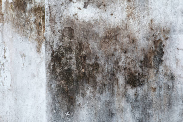 Best Crawl Space Mold Remediation  in Snowflake, AZ