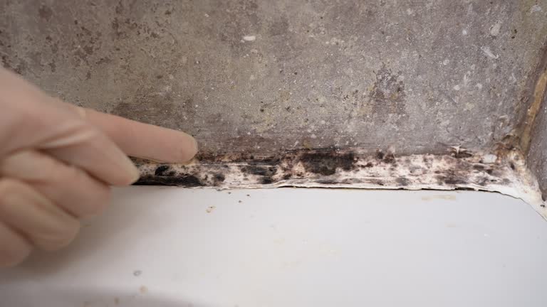 Best Real Estate Mold Inspection  in Snowflake, AZ