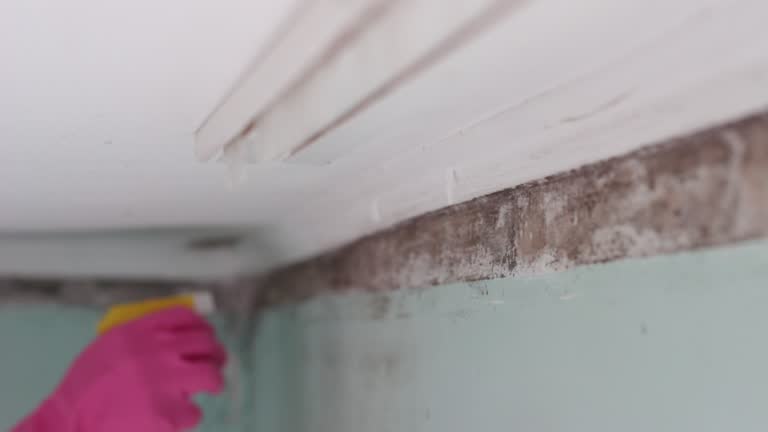 Best Mold Documentation for Insurance Claims  in Snowflake, AZ